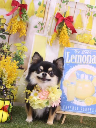 20240417ボスくん